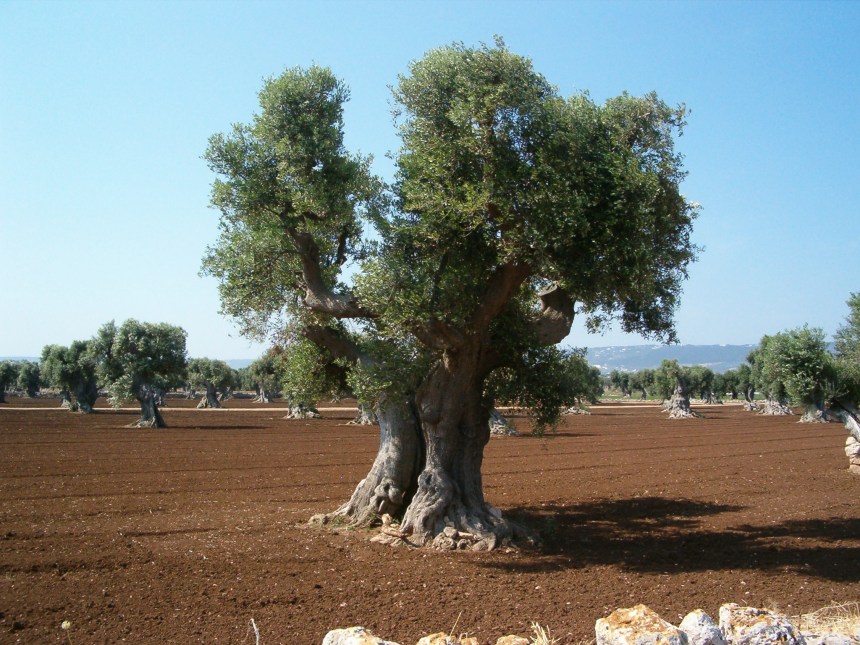 14_Ostuni - Fasano0001_.jpg